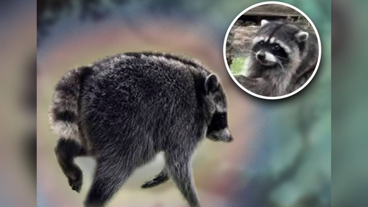 Featured image Jimothy the Raccoon Invades DD as a Cryptid Hurling Garbage